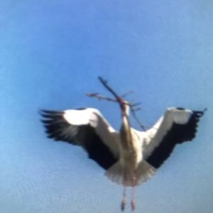 Meet your Posher, Lilliana